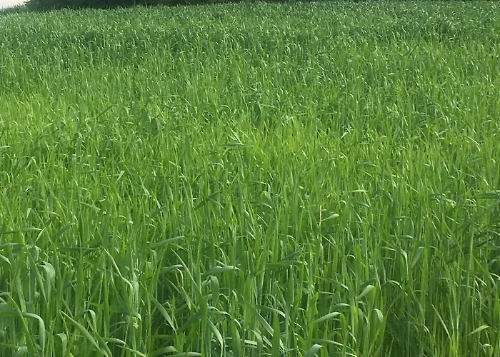 Seelandsuite Bodensee